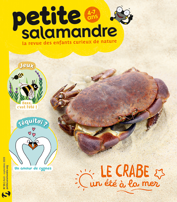  Le crabe, un été à la mer (n° 31)