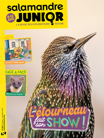 Salamandre Junior 56 (01/10/2024) (Hors-série) ; L'étourneau fait son show !