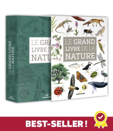 Le grand livre de la nature, Salamandre
