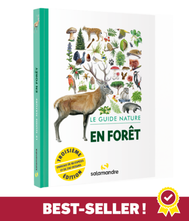 Le guide nature en forêt
