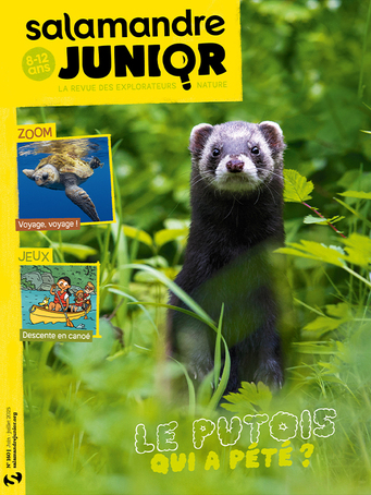 Salamandre Junior 60 (01/06/2025) (Hors-série) ; Le  putois qui a pété ?