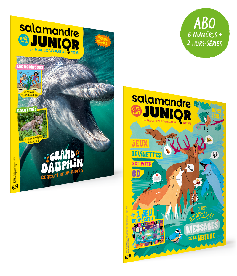 La sélection Salamandre de Maman sur le fil > Boutique - Salamandre