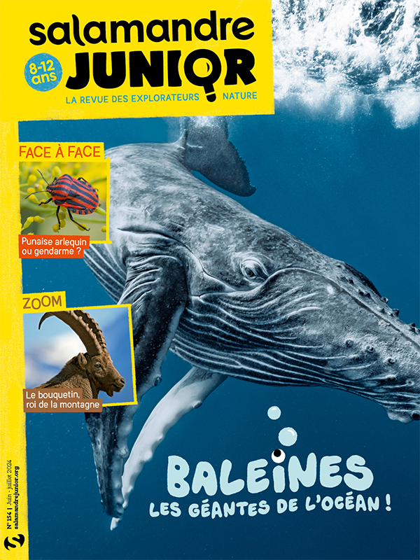 Baleines, les géantes de l’océan ! (n°154)