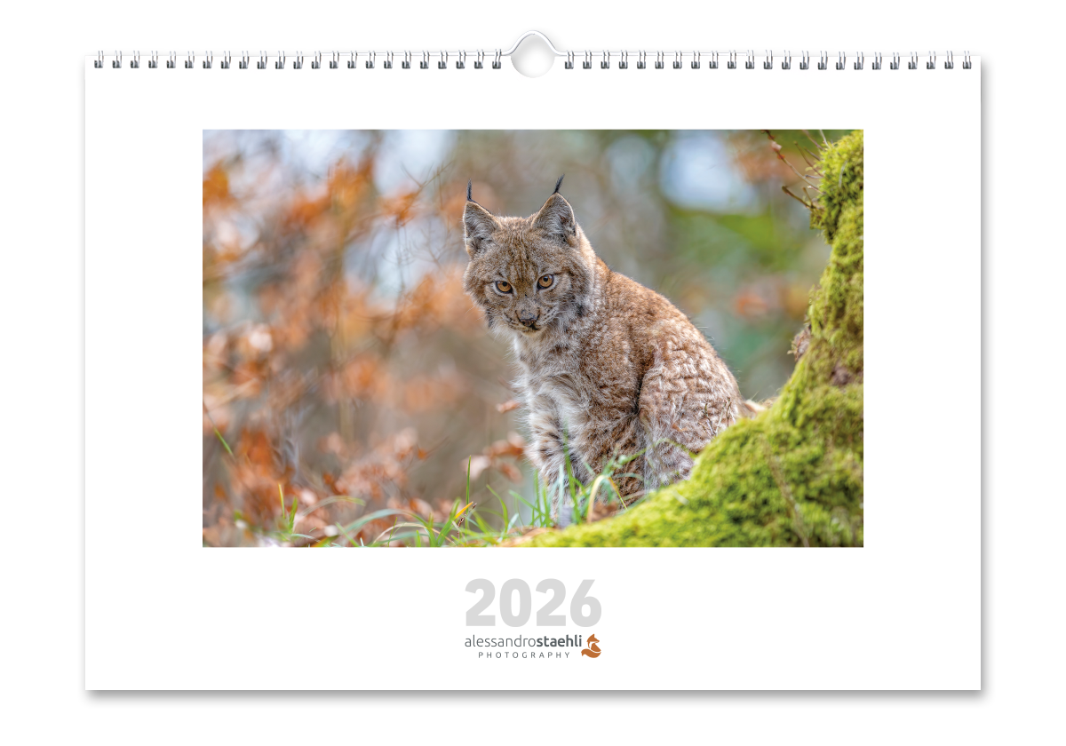 Calendrier photo 2026