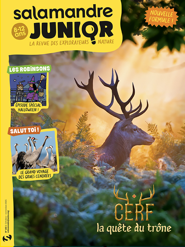 Cerf (n°162)