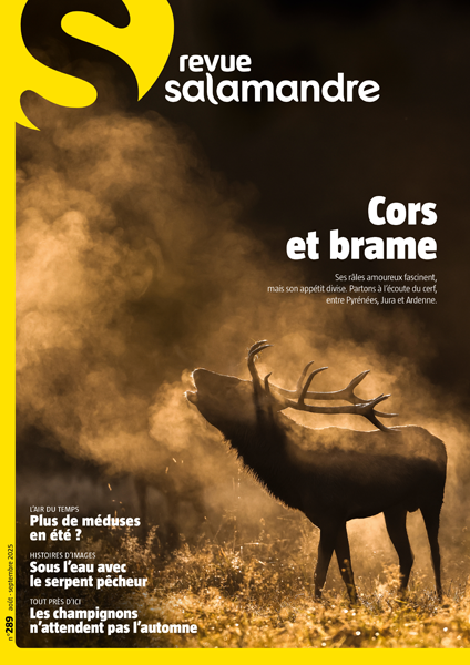 Cors et brame (N°289)