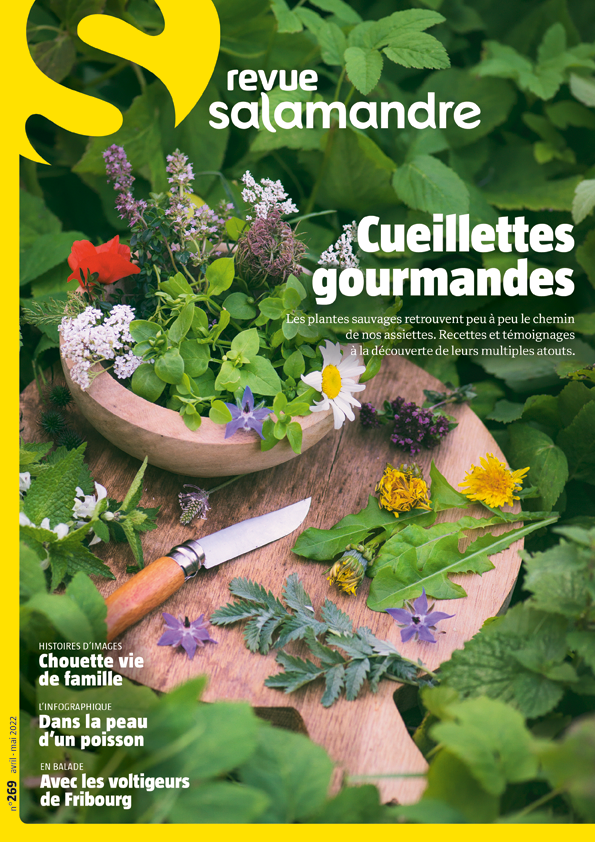 Cueillettes sauvages (N°269)