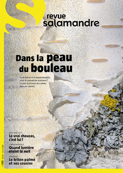 Dans la peau du bouleau (N°292)