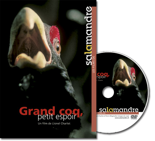 DVD - Grand coq, petit espoir