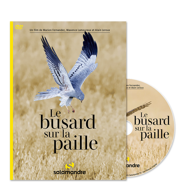 DVD Le busard sur la paille