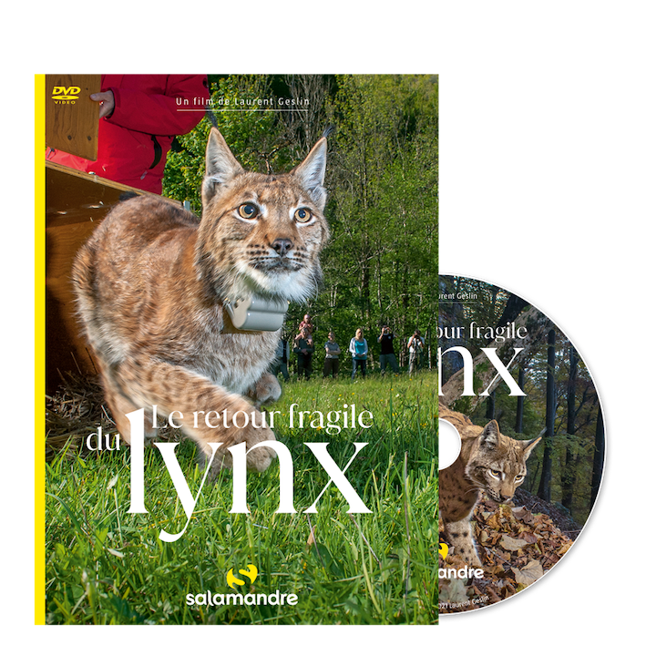 DVD Le retour fragile du lynx