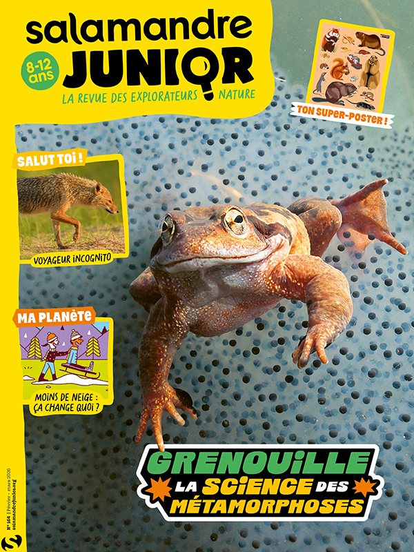 Grenouille : La science des métamorphoses (n°164)