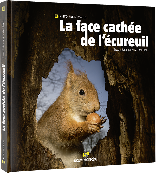 Histoires d'images : La face cachée de l'écureuil