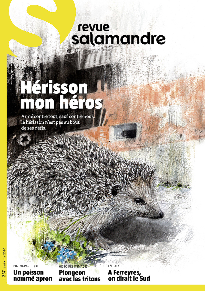Hérisson, mon héros (N°257)