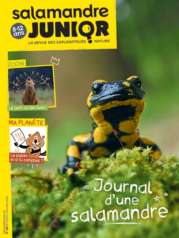 Journal d’une salamandre (n°120)