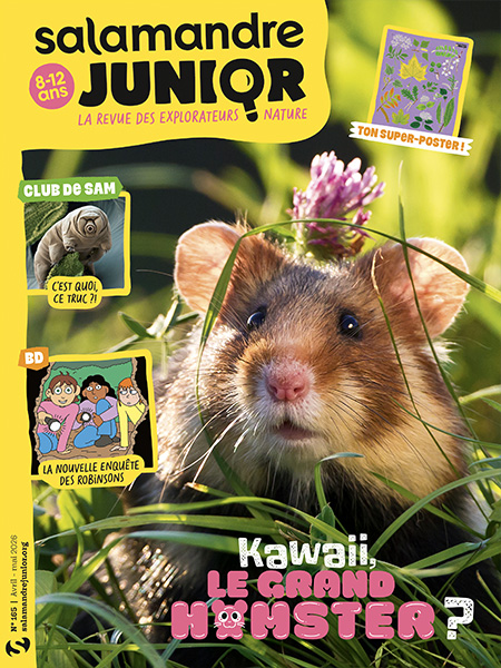 Kawaii, le grand hamster