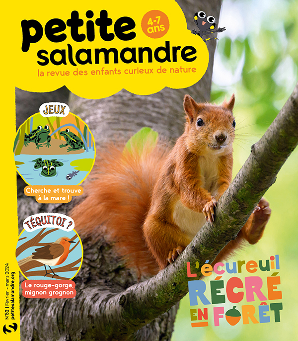 Accrobranche avec l'écureuil roux (n°138) > Boutique - Salamandre >  Boutique - Salamandre