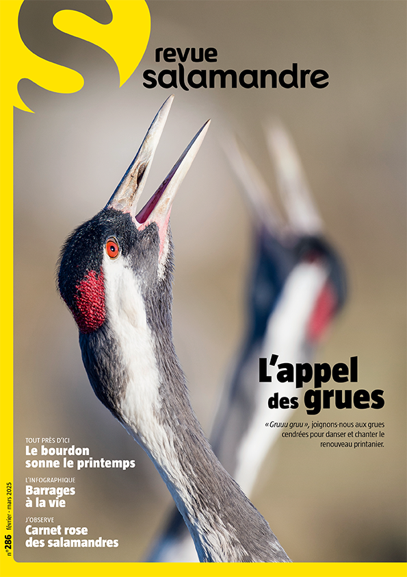 L’appel des grues (N°286)