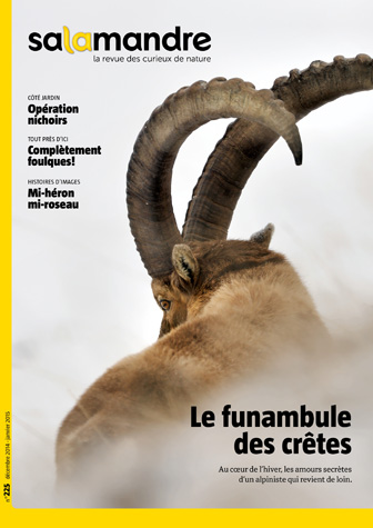 Le funambule des crêtes (N°225)