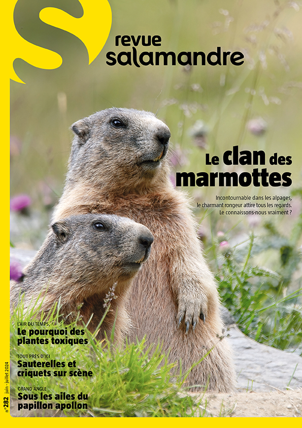 Le clan des marmottes (No 282)