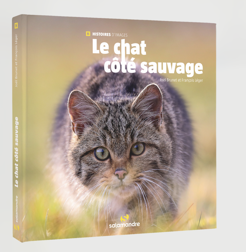 Les mille vies du castor