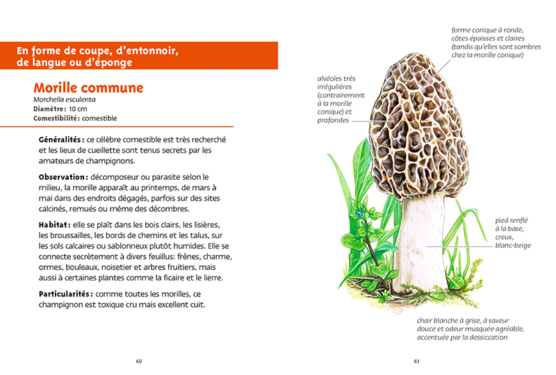 Le grand livre des champignons