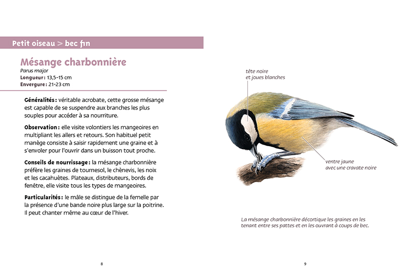 Nourrir les oiseaux en hiver - QUATRE PATTES en France