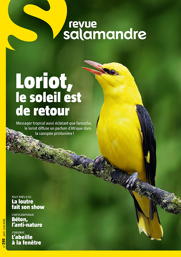 Loriot, le soleil est de retour (N°293)