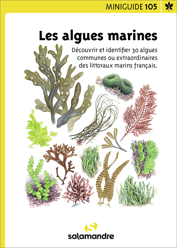 Miniguide 105 – Les algues marines > Boutique - Salamandre > Boutique -  Salamandre