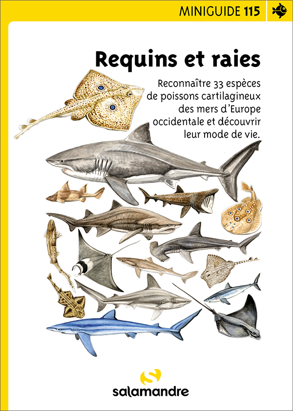 Miniguide 115 - Requins et raies