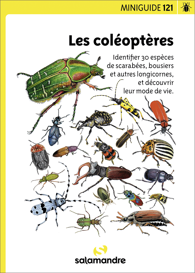 Miniguide 121 - Les coléoptères