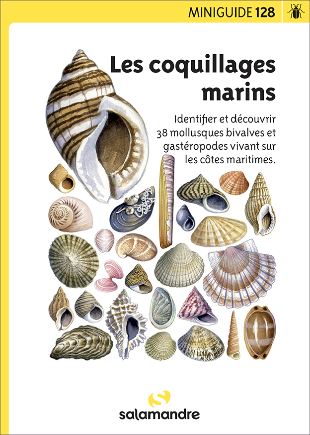 Miniguide 128 - Coquillages marins