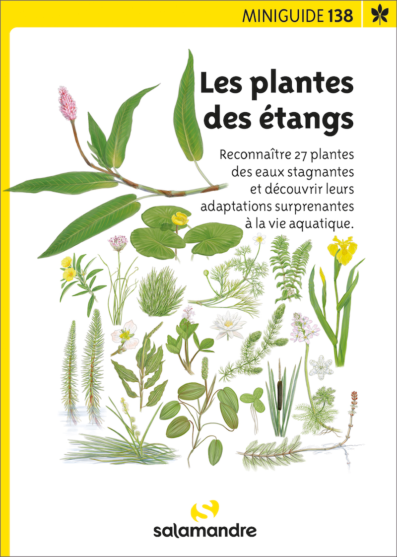 Miniguide 138 - Les plantes des tangs > Boutique - Salamandre > Boutique -  Salamandre