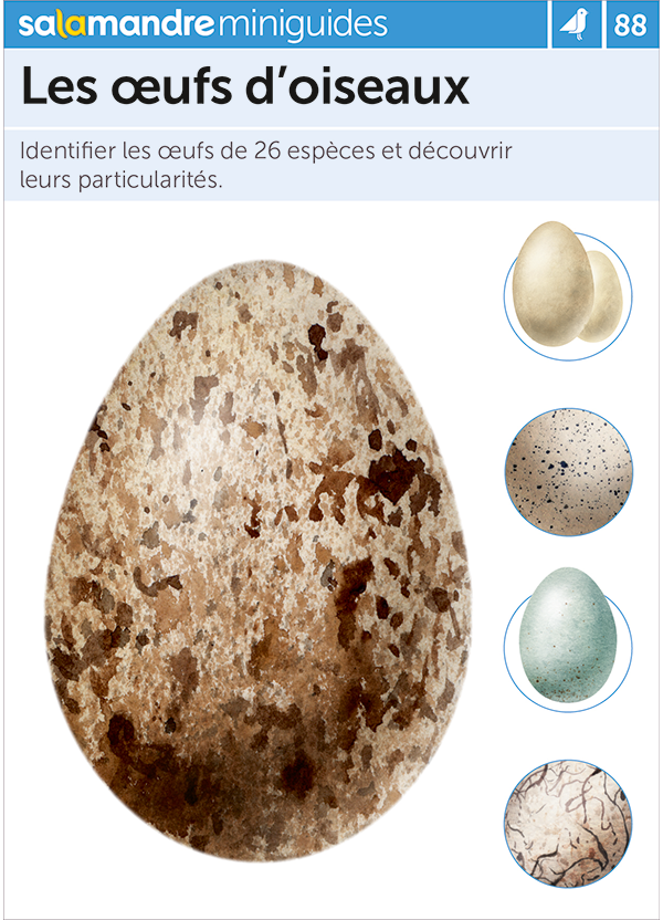 Miniguide 88 – Les œufs d’oiseaux