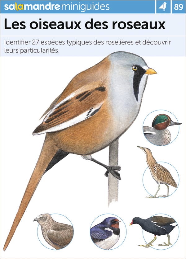 Miniguide 89 – Les oiseaux des roseaux
