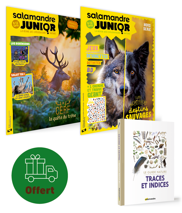 OFFRE DE NOEL: Abonnement Salamandre Junior + Les incroyables ! bestioles et plantes des arbres (Frais de port offerts) OFFRE DE NOEL: Abonnement Salamandre Junior + Les incroyables ! bestioles et plantes des arbres (Frais de port offerts)