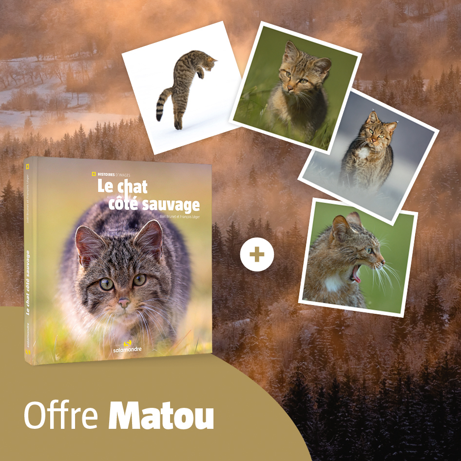 Offre Matou