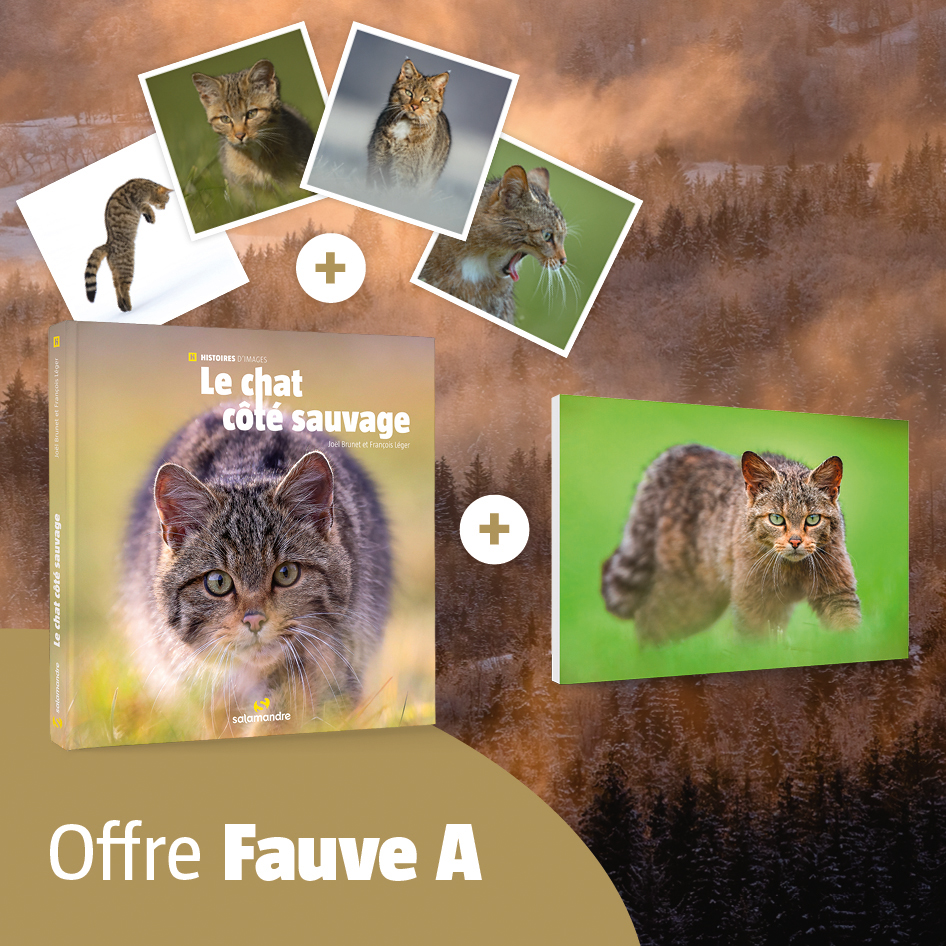 Offres Fauve (Tirage monté A)