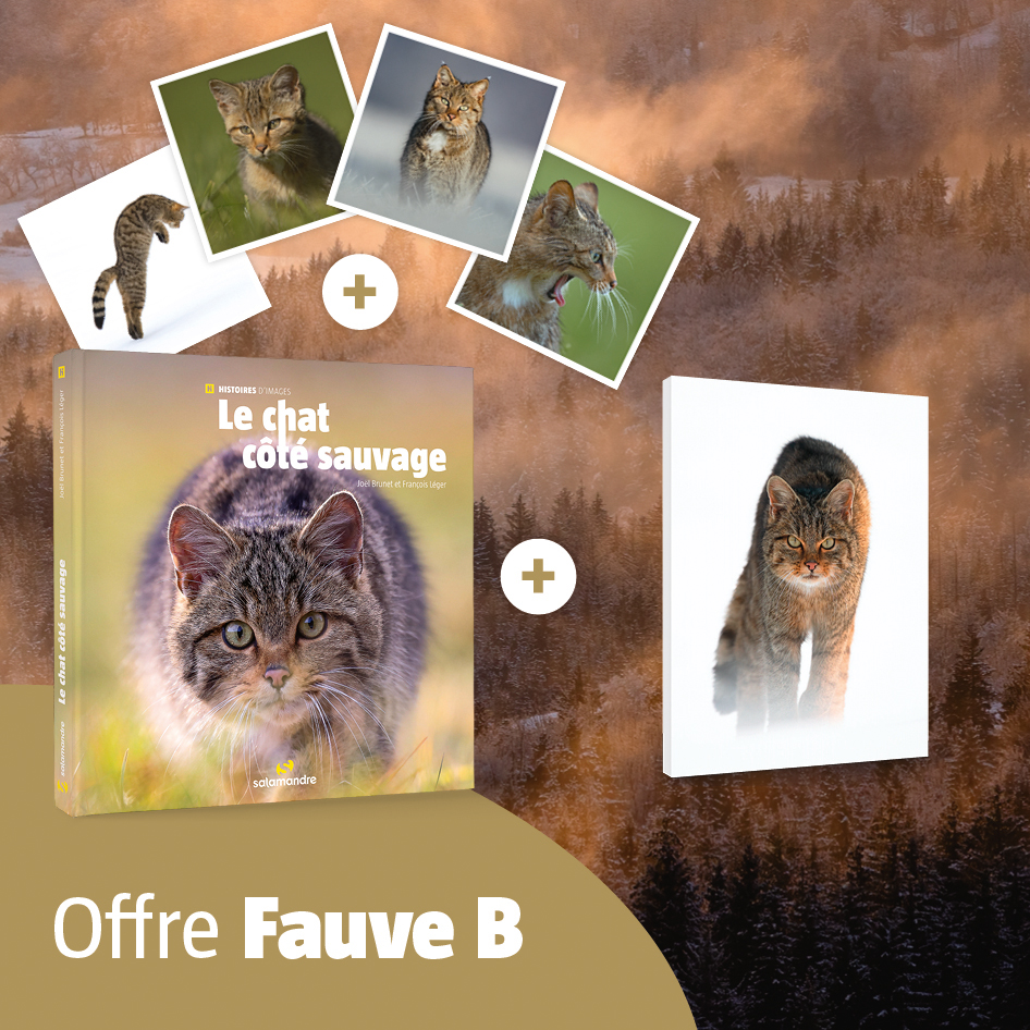 Offres Fauve (Tirage monté B)