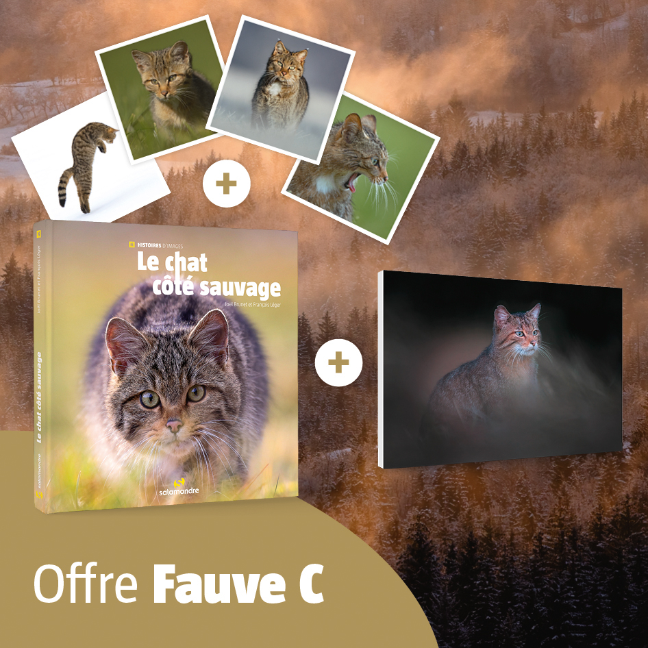 Offres Fauve (Tirage monté C)