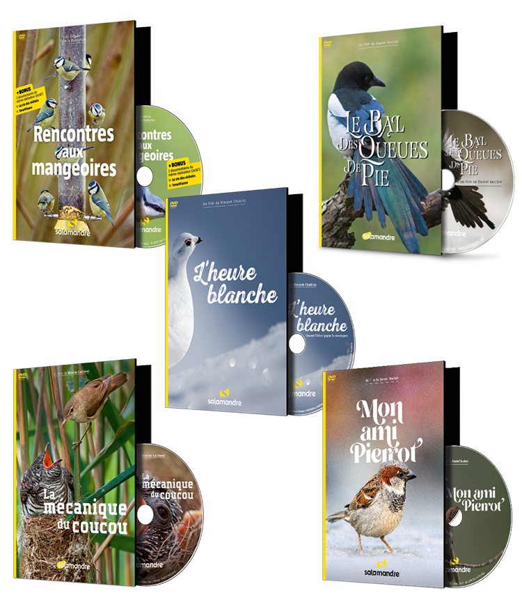 Pack de 5 DVD 