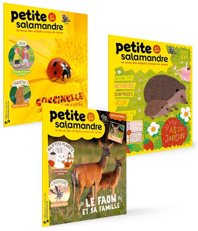 Pack Petite Salamandre
