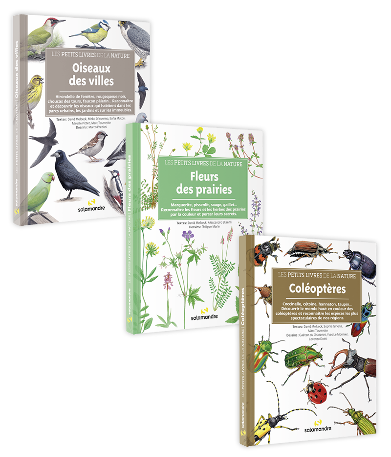 Pack Petits livres de la nature Oiseaux des villes/Coléoptères/Fleurs des prairiess