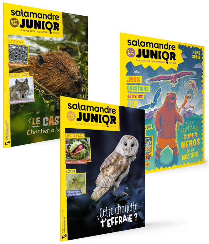 Pack Salamandre junior