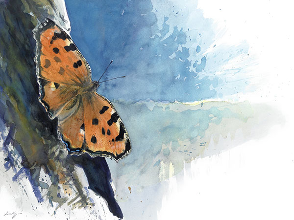 Papillon: un dessin de Laurent Willenegger
