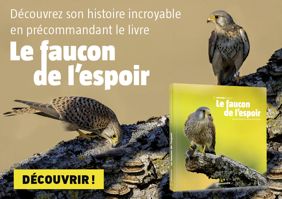 Faucon2