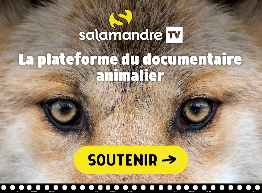 Soutenez SalamandreTV