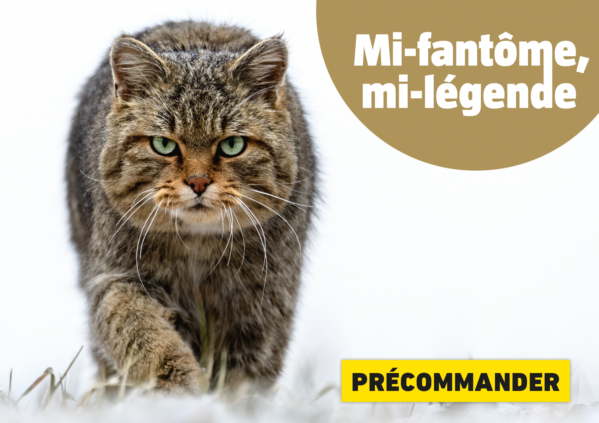 Chat2