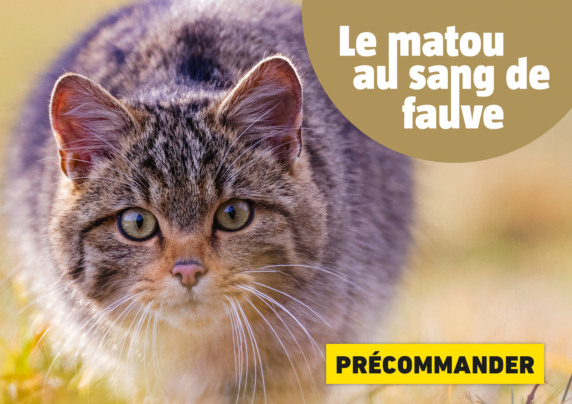 Chat2