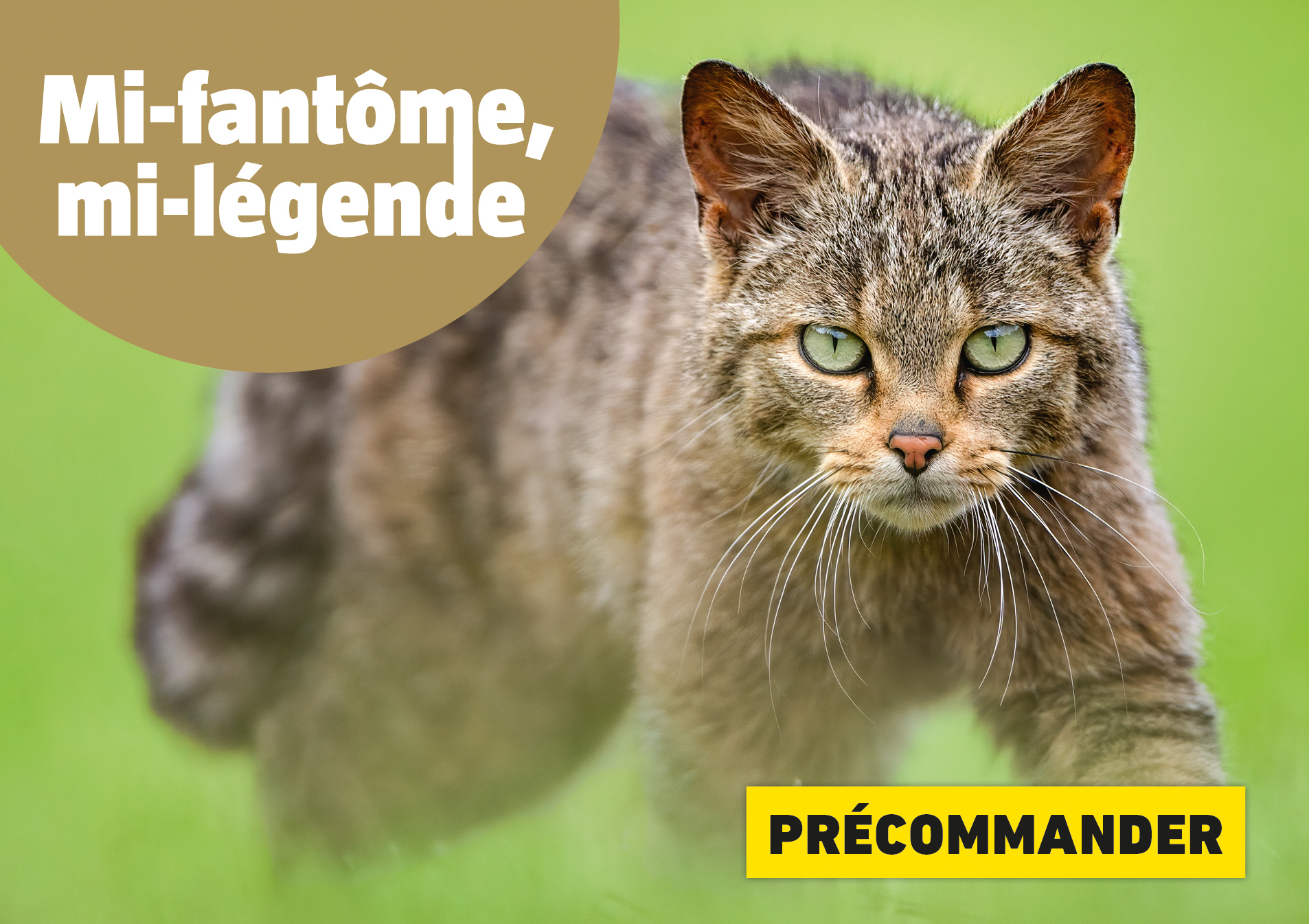 chat